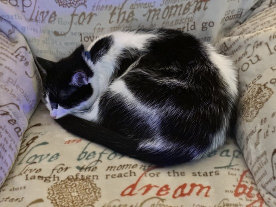Tuxedo cat, curled up on a blanket in a soft chair, asleep. 