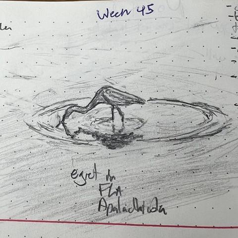 A pencil sketch of an egret in shallow waters on the Gulf of Mexico, reflected in concentric ripples.