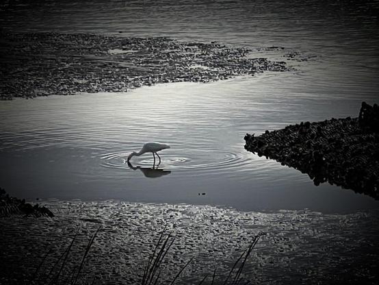 A black-and-white photo of an egret in shallow waters on the Gulf of Mexico, reflected in concentric ripples.