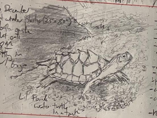 A pencil sketch of a small semi-aquatic Florida turtle with a spiky shell and quiet dignity.