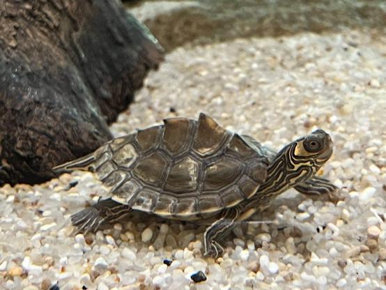 A photograph of a small Barbour's map turtle in Apalachicola, Florida.