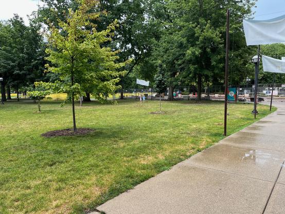 This photo shows the Michigan diag, a public green space with a concrete sidewalk running along the right side. The area features a well-maintained grassy lawn with several young trees planted throughout, each surrounded by dark mulch circles. The trees appear to be newly planted or relatively young.

In the background, there are mature, established trees providing a canopy of green foliage. White banners or flags can be seen hanging from poles, though the text on them isn't clearly visible. Th…