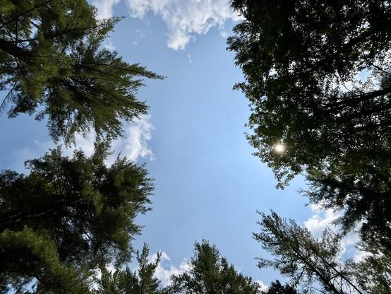 This photo captures a beautiful upward view of a forest canopy. The camera is pointed straight up toward the sky, framed by tall trees with dense green foliage. The tops of the trees encircle the image, forming a natural border around a bright blue sky with some soft, scattered clouds. Sunlight filters through the leaves on the right side, creating a gentle sunburst effect. The scene feels peaceful and immersive, evoking the stillness and majesty of being surrounded by nature.