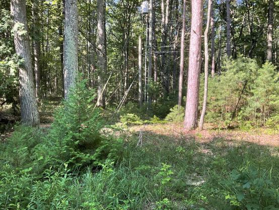 This photo shows a sunlit forest scene with a mix of tall trees and undergrowth. The larger trees, a combination of deciduous and coniferous species (oaks, pines, and cedars), form a dense canopy overhead, letting in dappled sunlight that brightens patches of the forest floor. In the foreground, there’s a rich layer of green underbrush including ferns, grasses, and small saplings.

Toward the center and background, utility poles and overhead power lines are visible, cutting through the forest—i…