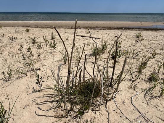 Another Lynn creation, one that Claude fails to capture: a bunch of sticks stuck in the sand around a clump of grass.  ¯\_(ツ)_/¯ 

This photo provides a close-up view of the beach’s natural vegetation. In the foreground, there are clumps of beach grass and dune plants growing directly in the sand, with their characteristic long, narrow blades and some dried, brown stems mixed among the green growth. The vegetation appears to be typical coastal dune grass that helps stabilize the sandy environme…