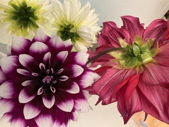 This is a beautiful close-up photograph of fresh dahlias arranged together, showcasing their stunning variety and intricate petal structures.
The flowers featured:

Purple dahlia (left): A striking bi-colored bloom with deep purple-burgundy centers that gradually fade to white or pale lavender at the petal tips. The petals are arranged in perfect geometric layers, creating a pompom-like spherical shape characteristic of ball or decorative dahlias.

Pink-coral dahlia (right): A large dinner-plat…