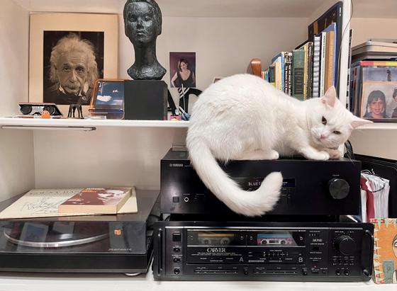 Dottie has claimed the stereo stack as her throne, and she's positioned herself right where the audio gear lives. She's perched on top of the Yamaha receiver (mid-song, judging by the "BLUETO..." readout on the display), with her tail curled down in a dramatic white question-mark that dangles in front of the Carver dual cassette deck below. Below that sits a Marantz turntable with a record already queued up, and a Count Basie LP resting nearby — so the whole rig is genuinely in use, not just de…