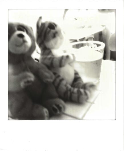 Black-and-white Polaroid of two stuffed animals sitting side by side on a tiled surface, both out of focus. In the foreground at left is a large, dark, plush teddy bear looking up and to the right, with a pale muzzle and dark nose. Beside it sits a smaller plush tiger with dark stripes on its arms, legs and tail, its head tilted upward as if watching something. Behind them, blown-out highlights show a white bucket or pot and other indistinct objects. The right side of the frame glows nearly whi…